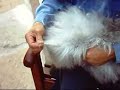 Grooming Angoras: Part 3; Brushing, Combing & Prime Wool Grooming Angoras: Part 3; Brushing, Combing & Prime Wool