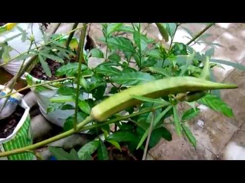 how to collect okra seeds