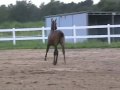 San Bella, 2007 Oldenburg Filly, SOLD
