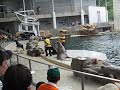 Foca e leao marinho dancando! mto fofisss e no final a foca nao queria ir embora! heheheh =p 
