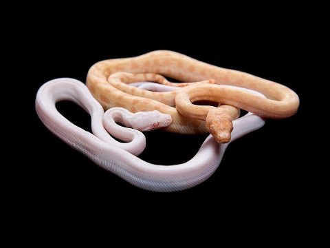 YouTube reptile video