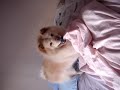 Demo canino