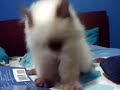 my himalayan cat (Ike) my himalayan cat (Ike)