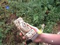 Gizi n�ni �s unok�ja kalandjai - Szellem sztori