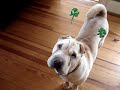 Saint Patrick's Day Shar Pei