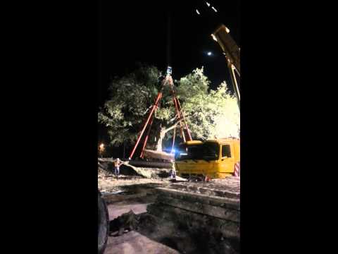 how to transplant an oak tree