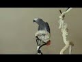 polo birdo - byebye polo birdo - byebye
