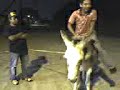 dani y la burra