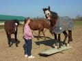 Vidéo humour cheval Funny horse vidéo by 1cheval.com