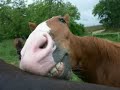 Vidéo humour cheval Funny horse vidéo by 1cheval.com