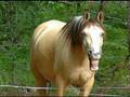 Vidéo humour cheval Funny horse vidéo by 1cheval.com