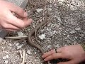 Legless Lizard!