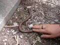 Legless Lizard!