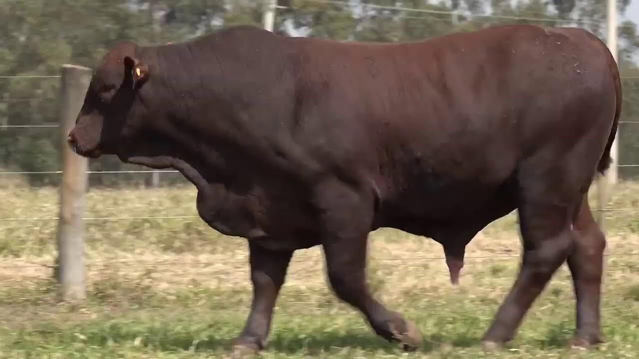 Transmissão de Teste - Site 2