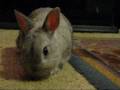 videos de Pook wants the camera ...