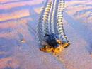 Sulle orme delle tartarughe caretta caretta a Torre Salsa