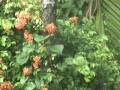 videos de woodpecker sightings, membakut, sabah @ north borneo