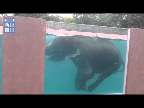 【静岡】象だってプール好き！