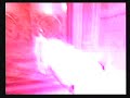 [24] (English) Dirge of Cerberus: Chaos Out of Control