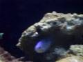 Maroon Clown Fish with parasite?