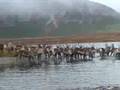 TIN CUP SPORTSMEN - ANIAK LAKE CARIBOU 2004