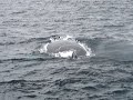 Female humpback whale with a calf Female humpback whale with a calf
