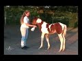 RS Bright Harlequin Sales Video