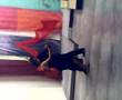 ESCUELA DE TANGO ANALCO