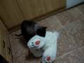 videos de lester