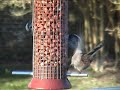 Long-tailed Tits.