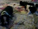 Boston Terrier Babies Part One Boston Terrier Babies Part One