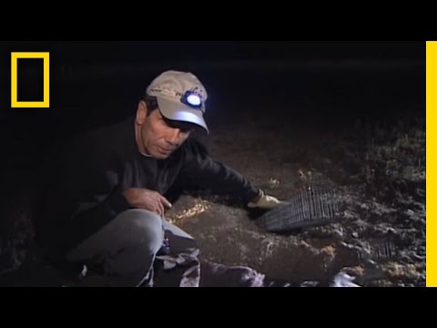Black Footed Ferrets