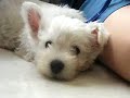 Westie Puppy Week 9 cosy 2