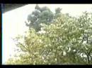 Japanese vid