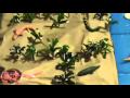 ERAS GEOLOGICAS STELLA MATUTINA PARTE 1