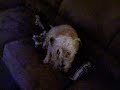 crazy doggy