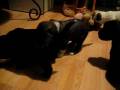 videos de tibetan terrier - puppies