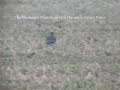Chorlito dorado (Pluvialis apricaria) European Golden Plover