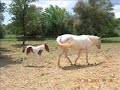 safira-pinto-horse-1152007-wwwsotos206gr.html