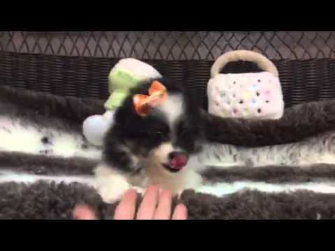 Tiny & Affectionate, Adorable Female Toy Aussie!