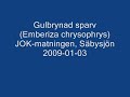 Gulbrynad sparv (Emberiza chrysophrys) vid S�bysj�n