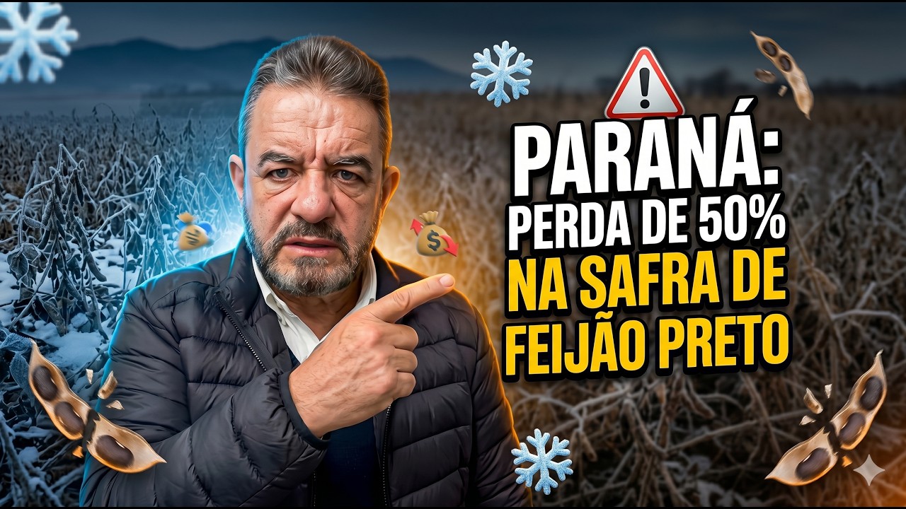 Geadas no Paraná: Perda de 50% na safra de feijão preto acende alerta de importação.