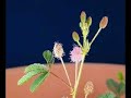 Time Lapse Fun Plant for Kids, Tickle Me Plant Flowers
