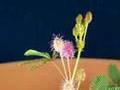 Time lapse fun plant for kids Tickle Me Plant flowers