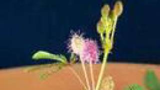 Time lapse fun plant for kids, Tickle Me Plant flowers
