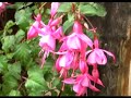 surcubambina   flor de azucena