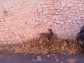 jojumaru : g i joju