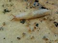 Micro Baby Snails