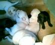 pelea de perros labrador juancavfr 