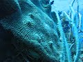 Diving is what the Florida Keys is all about! Diving is what the Florida Keys is all about!